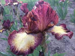 Pin By Agnes Potter On Orquideas Iris Flowers Beautiful Flowers Flowers