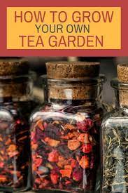 Pin On Gardening And Plants