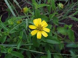 Image result for Aspilia