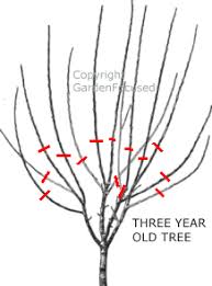 Image result for pruning plum trees