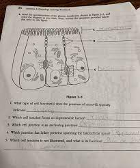 Anatomy and physiology coloring workbook answer key new coloring. Anatomy And Physiology Workbook Answers