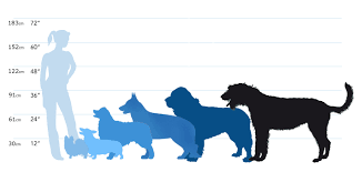 72 Conclusive Newfoundland Dog Size Chart