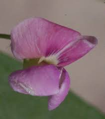 Image result for Dolichos sericeus