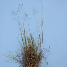 Image result for Bothriochloa bladhii