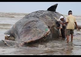 Paus sperma adalah paus bergigi terbesar dan bisa tumbuh sepanjang 67 kaki (20 meter). Paus Sperma Terdampar Di Aceh Timur Antara Foto