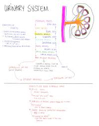 Urinary System Content Credit Suzanna Heinze Artist Kateryna Tonyuk Polyvore Nursing School Studying Nursing School Nursing Notes