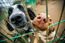 Maybe you would like to learn more about one of these? The 10 Best Animal Shelters In Wisconsin
