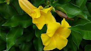 Image result for Allamanda schottii