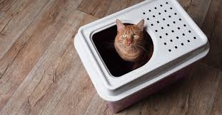 Wo kann ich einen guten schrank fürs katzenklo kaufen Die 3 Besten Katzenklos 2021 Im Test Katzenmagazin Com