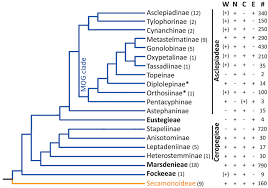 Image result for Apocynaceae subfamilies Asclepiadoideae and Secamonoideae