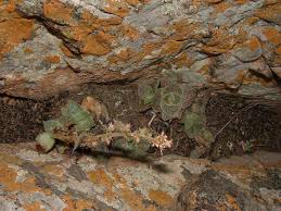 Image result for Stemodiopsis rivae