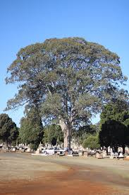Image result for Eucalyptus tereticornis