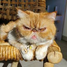 Persian Cats Is It Too Late For The Breed The Little Carnivore