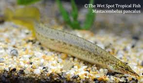 Pin On Freshwater Fish All Other Fish