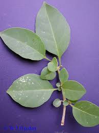 Image result for Pisonia aculeata