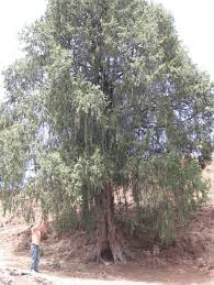 Image result for Juniperus procera