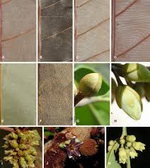 Image result for Sapotaceae