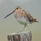 Snipe Hunt