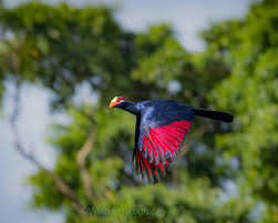 Image result for Polystachya mildbraedii