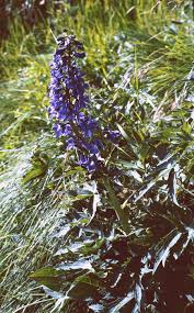La bugola o erba di s lorenzo è una pianta di tipo perenne che si sviluppa come tappezzante. Delphinium Wikipedia