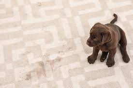 What Can I Spray On Carpets To Keep Dogs From Peeing Rehome By Adopt A Pet Com