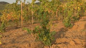 A partir de 2016, on pourra planter des vignes, sous réserve d'autorisation, dans toutes les régions de france. Les Gestes Pour Reussir La Plantation De La Vigne