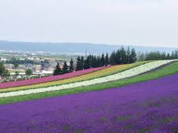 Among beautiful scenery, tranquil ponds and the traditional japanese house, the park boasts numerous events why to go there? Flower Parks Throughout Japan Wishing To Travel Great Beautiful Flower Garden All Over The Country From Ancient Times East To West Is Released At Once Playlife Play Life