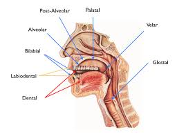 Vowel Chart Language Pronunciation E Course The Mimic Method