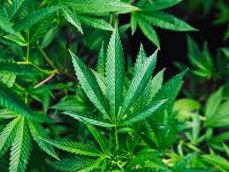 Hemp, (cannabis sativa), also called industrial hemp, plant of the family cannabaceae cultivated for its bast fibre or its edible seeds. The Difference Between Weed Hemp And Cbd Explained In 10 Points Conde Nast Traveller India