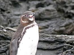 There are 13 species in addition to the 4 truly antarctic their scientific name translates to smaller good little diver and highlights the fact that they are the different species of penguins live for variable lengths of time. Galapagos Penguin Facts For Kids Galapagos Penguin Diet And Habitat
