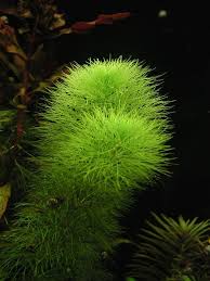 Image result for Limnophila indica