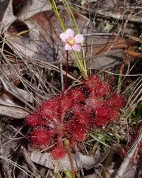 Image result for Volusia resupinata