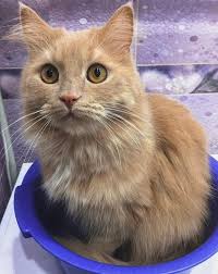 Taken from the famous story of alice in wonderland, your black cat with white spots can mimic this cat in darkness. 350 Cat Names From Movies And Books The Paws