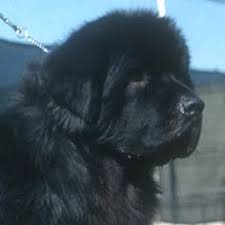 These fluffy newfie puppies grow into gentle giants with a loving, sweet nature. 10 Newf Rescue Ideas Newf Dogs Newfoundland