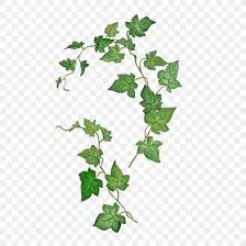 124 likes · 2 talking about this. Sleeve Tattoo Common Ivy Drawing Abziehtattoo Png 1024x1024px Tattoo Abziehtattoo Botanical Illustration Branch Common Ivy Download