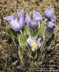 Pin On Flora And Fungi Reference