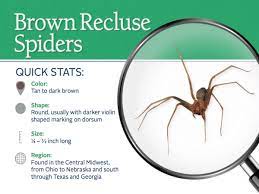 Photo of a brown recluse spider in a home. Brown Recluse Spiders Control Information Bites More