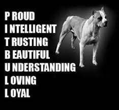 Pitbull Pitbull Pitbull Terrier Hunde