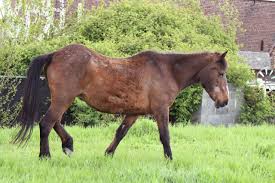 Mon Cheval Est Laid C Est Grave 2 Forum Cheval