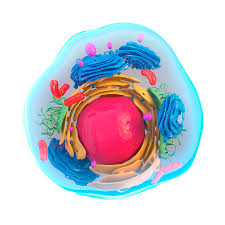 Check spelling or type a new query. Animal Cell Artwork Photograph By Science Photo Library