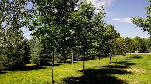 Large tree moving and transplanting. Utah Nurseries Large Pine Trees Ash Trees Willowcreek Tree Farms