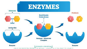 Enzymes Are Proteins A Definitive Guide Of 4000 Words