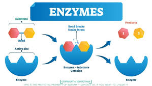 enzymes are proteins a definitive guide of 4000 words