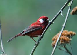 Antpitta Com Photo Gallery Wood Warblers Bird Beautiful Birds Bird Pictures
