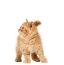 Free Cat Png Images Free Cats Image Cat Cats