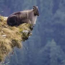 Magallon Mj (born in 01.01.1980)