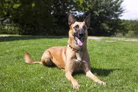 Discover the diligent belgian malinois dog breed. Belgischer Schaferhund Malinois Charakter Haltung Pflege