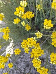 Image result for Helichrysum chasei