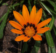 Image result for Gazania krebsiana