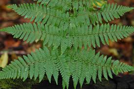 Image result for Ctenitis